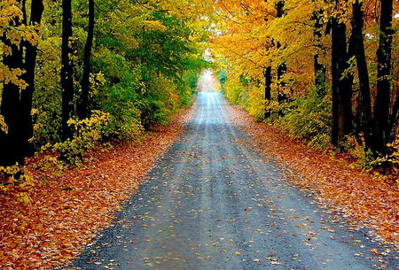 Autumn drive - autumn, trees, yellow, leaves, orange, green, road, gold