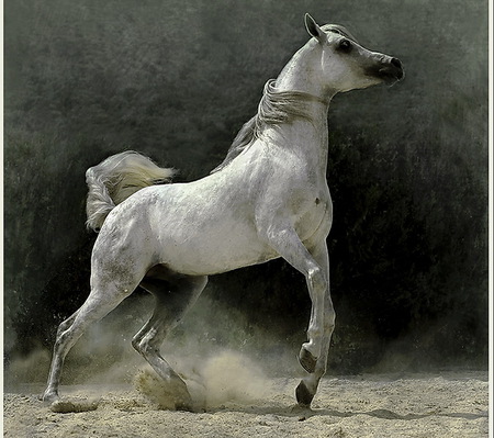 Grey - beauty, free, horse, grey, wild, galloping, stallion