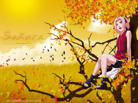 Cherry Blossom's(sakura) - blossems, sakura, haruno, cheery