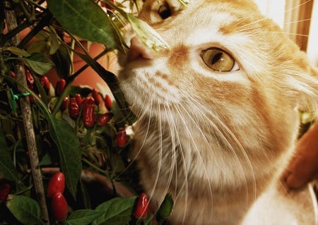 Curious - smelling, investigating, curious, plant, cat