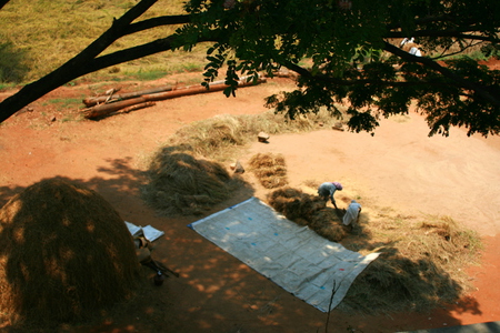 Agricultural activity in Kerala - paddy, agriculture, woman, kerala