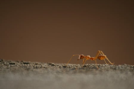 Red Ant Macro - ant, macro, red, redant