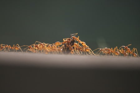 a group of red ants hunting - group, hunting, ants, red