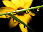 water drops on flower