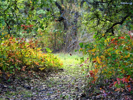 autumn forest - autumn, forest, red, leaves, green, path, colourful