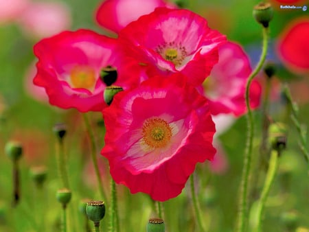 poppies, makovi - fields, pink, green, flowers, makovi, poppies