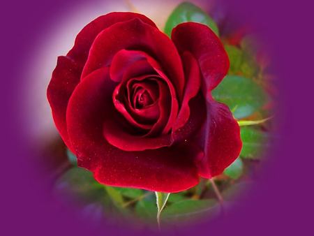 red rose - love, purple green, rose, red