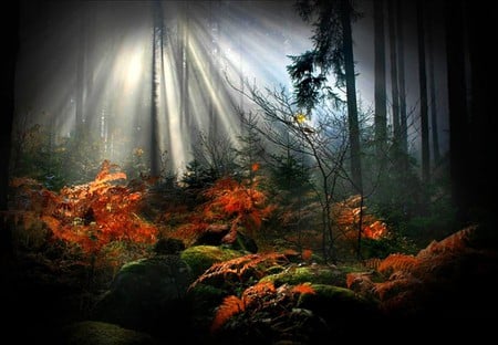 Rays in Forest - rays, picture, forest, cool, sun