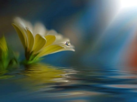 Flower in Water