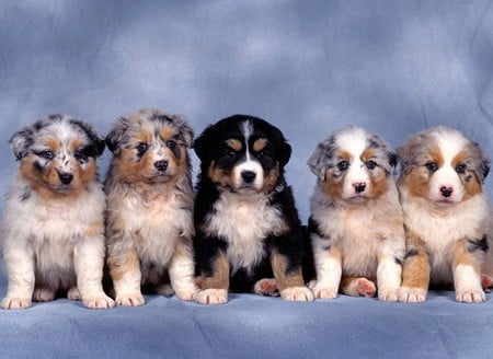 Puppies in Row - picture, cool, five, puppies in row