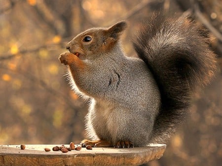 Squirrel - picture, nuts, squirrel, beautiful