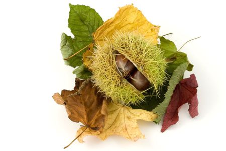 chestnut - chestnut, delicious, nature, autumn