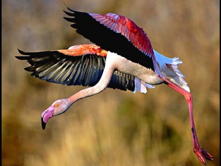 Flying Flamingo - picture, beautiful, flying, colors, flamingo