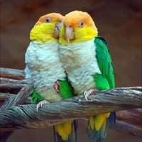 Colorful Parrots