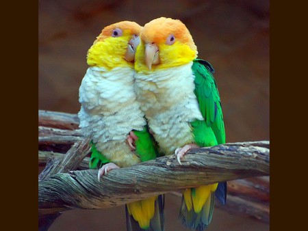 Colorful Parrots - colorful, parrots, picture, cool