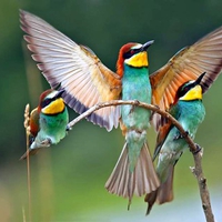 Colorful Birds