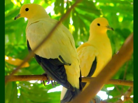 Yellow Doves - yellow, picture, doves, beautiful