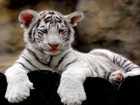 RELAXING WILD  KITTY - cub, relaxing, white tiger, cute, tiger, wild