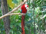 Guacamaya