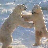 Polar Fun