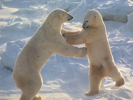 Polar Fun - bears, battle, animals, polar, mock