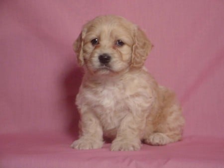 POSING FOR A PICTURE - adorable, posing, dog, cute, pup