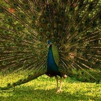 peacock