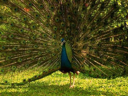 peacock - paun, peacock, nature, beautiful, tail