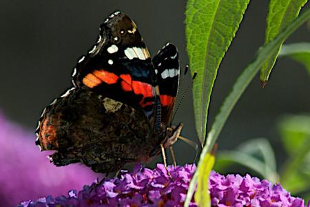 Butterfly - butterfly, flowers, animal, leaves