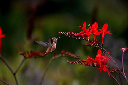 Hummingbird - animal, bird, flower, hummingbird