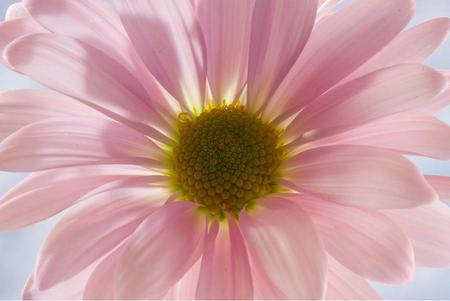 Flower - nature, sky, daisy, flower