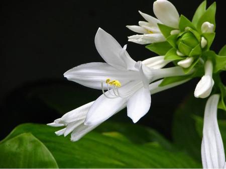 Flowers - flowers, leaves, petals, nature