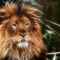 Lion Fractal