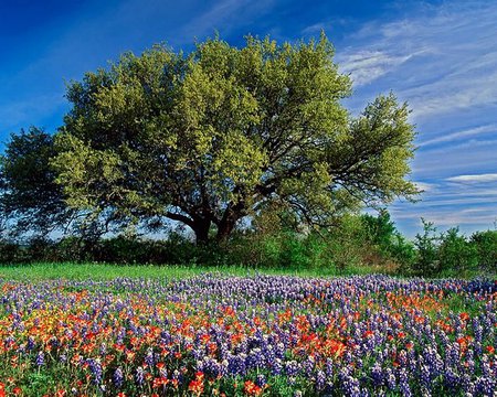 Amazing field - field, flower, tree, nature