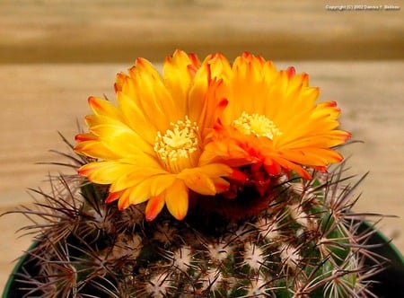 Cactus Flowers - beautiful, art photo, orange, three, cactus flowers