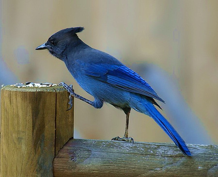 Step up to the plate - stepping up, blue feathers, seed, steller jay, bird feeder