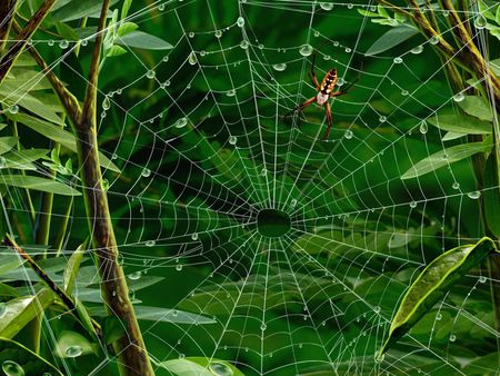 Hires_Spiders - trees, spiders, animals, clouds, leafs, jungle, green, reptiles