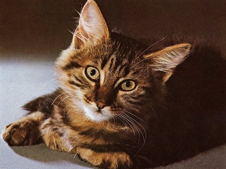 Brown kitten - sweet, cat, brown, kitten