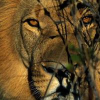 The King
