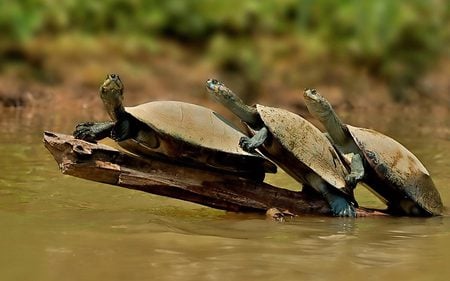 Collective Crossing - turtles, funny, animals, reptiles