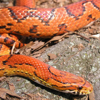 Corn Snake