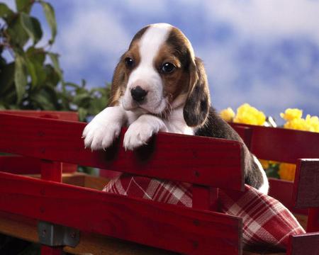 Cute Puppy - pets, cute, dogs, animals