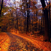 FALL COLOR PATH