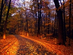 FALL COLOR PATH