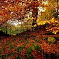 COLORFUL FOREST