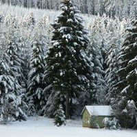 Snow tree winter