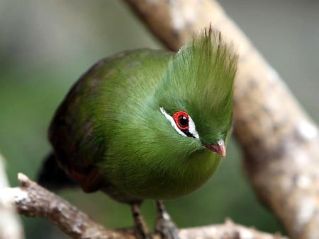 Amazing Bird - bird, picture, amazing, beautiful, green