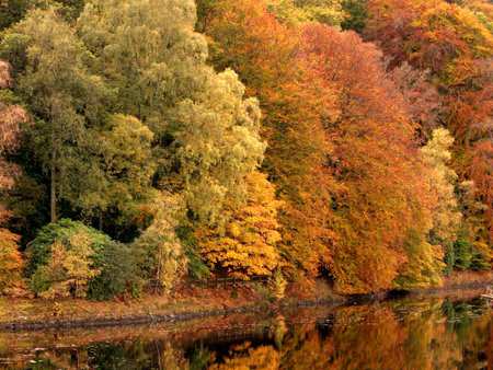 Autumn trees - season, tree, autumn, forest