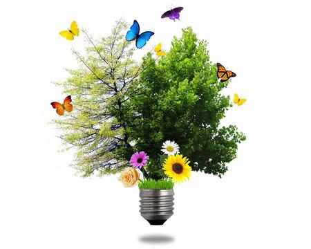 Natural Bulb - flowers, bulb, trees, butterflies, grass