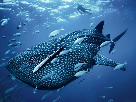 Whale Shark - oceans, nature, ocean, amazing, windows, beautiful, underworld, technology